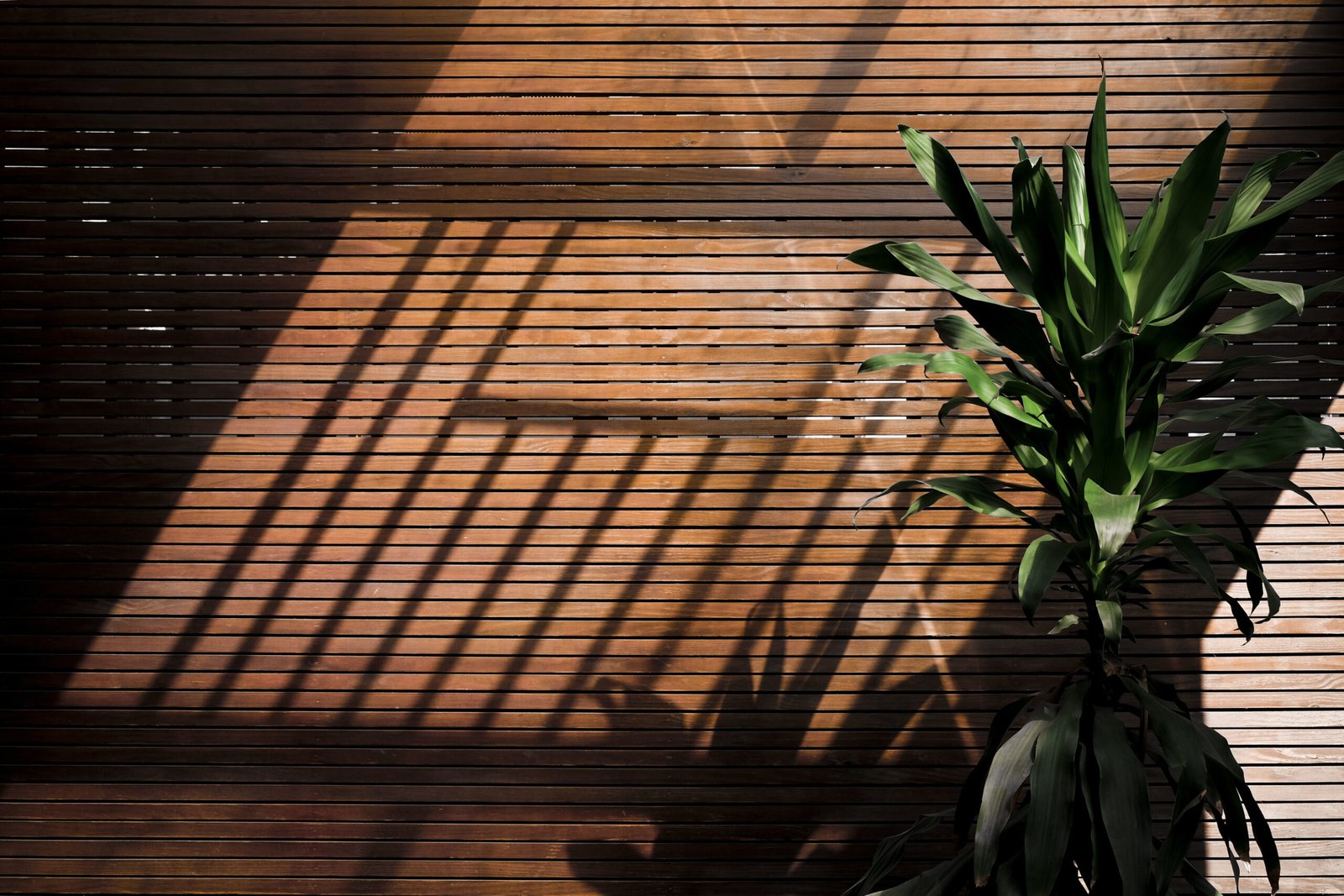 Wooden wall with a green plant. 