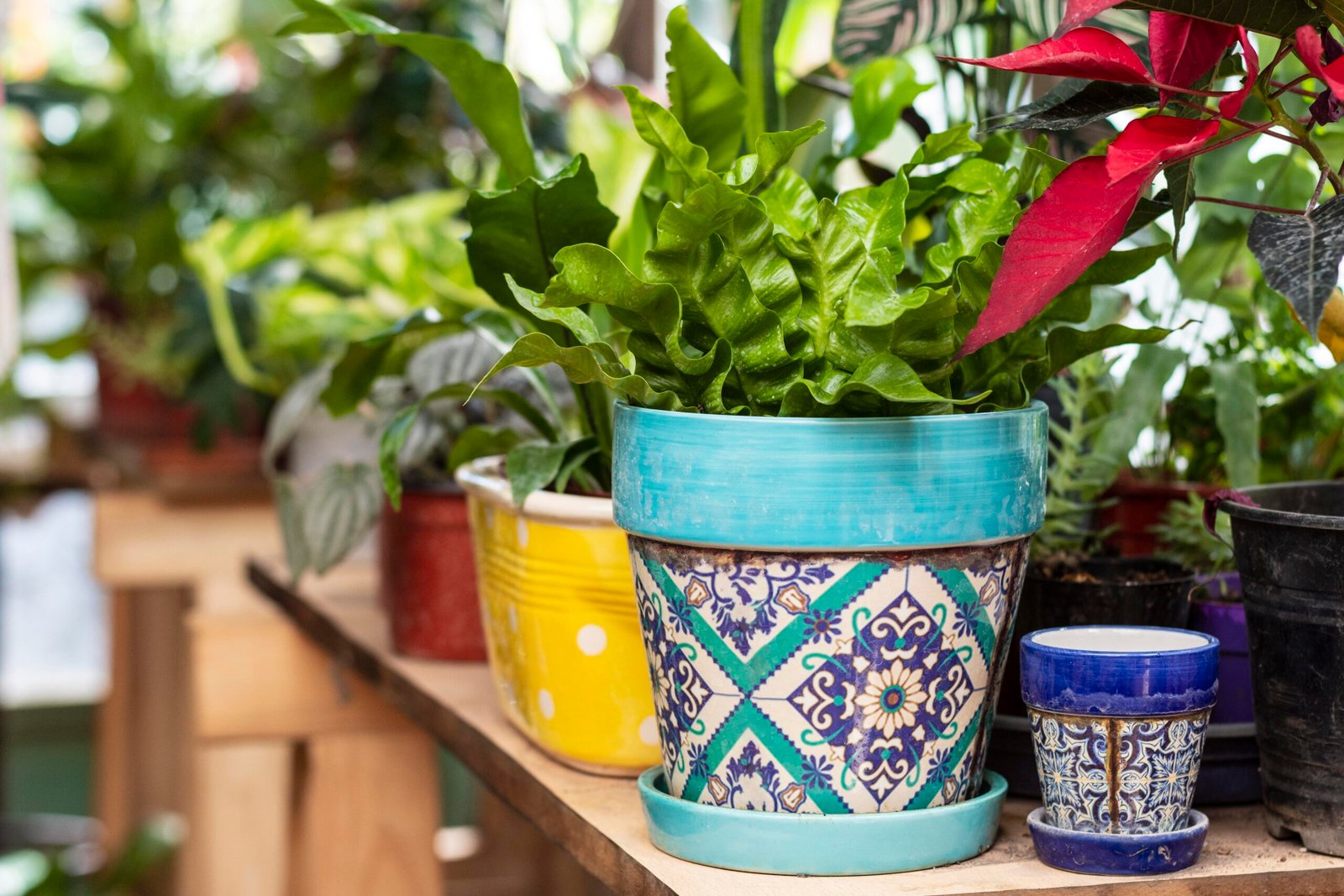 Plants in a blue pot.  