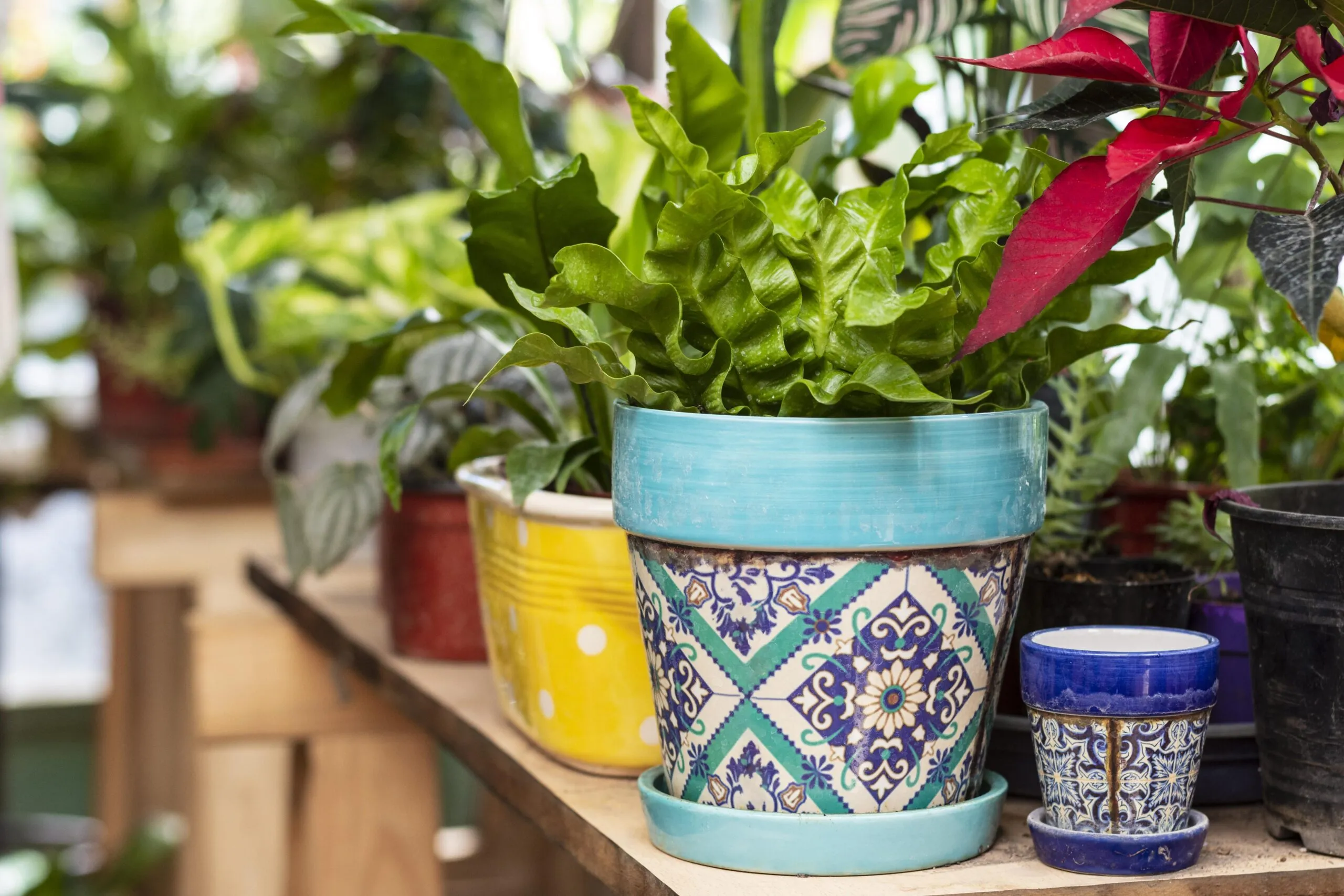 Plants in a blue pot.  