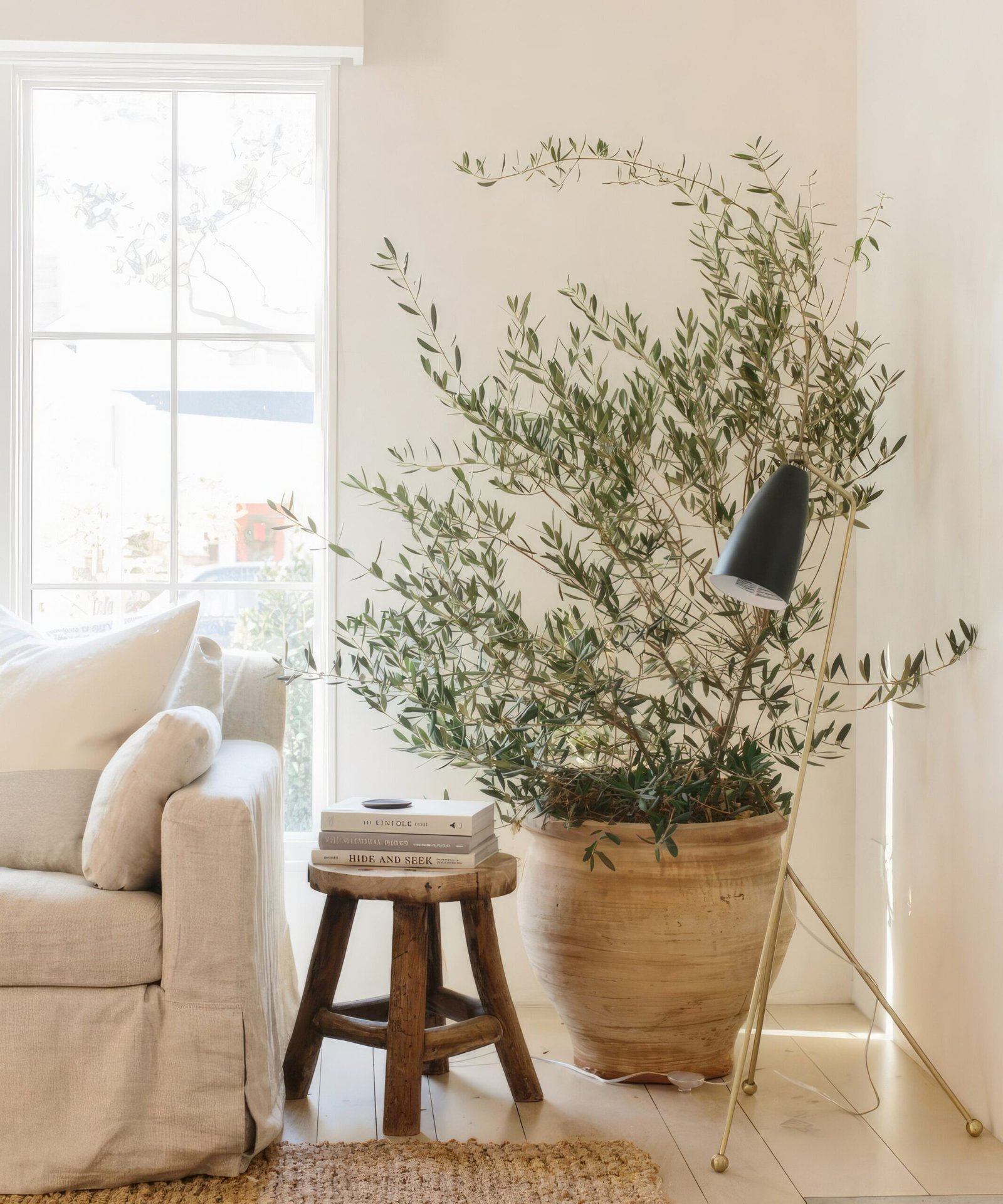 A large pot with an olive tree in it, a wooden stool and a beige sofa with white pillows. A large window behind. 