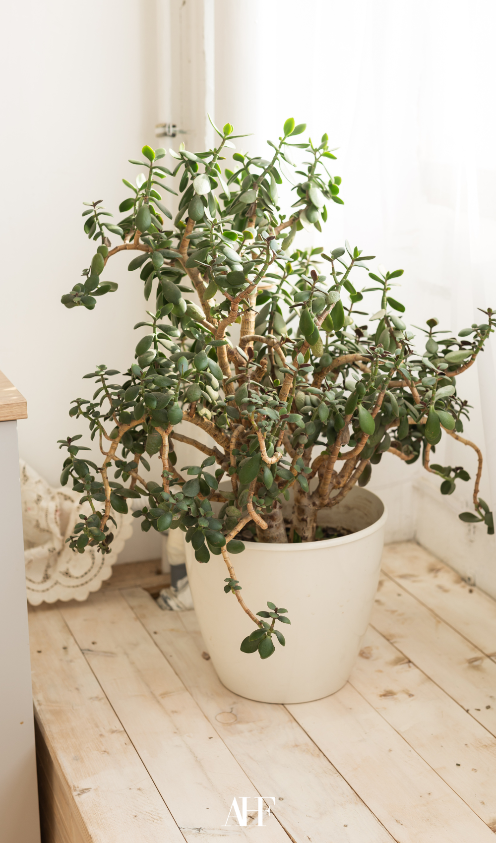 A large plant on a light wooden floor with a white planter.